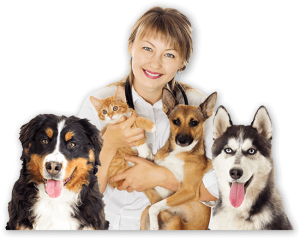 Programare Vet Vision